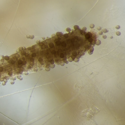 Microbes and Growing