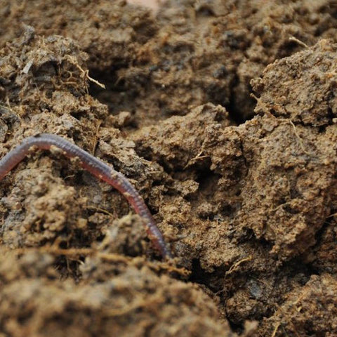 Food and the Microbiome